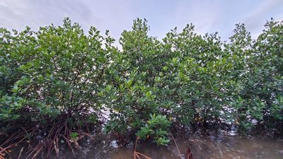 Rhizophora samoensis, photographed by Kelly Thomas Brown