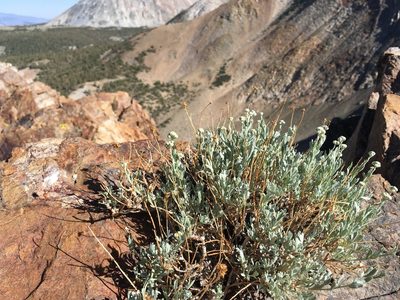 Artemisia albicans, photographed by Martin Purdy