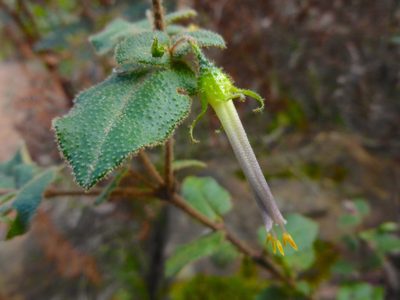 Correa aemula, photographed by Kiri Bee