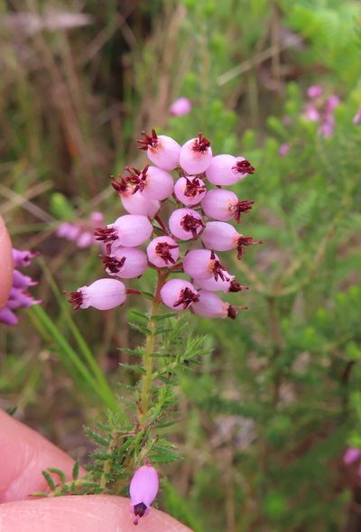 Erica racemosa, photographed by linkie