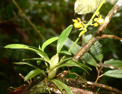 Cyrtochilum meirax, photographed by Scott Loarie