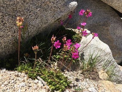 Primula suffrutescens, photographed by Martin Purdy