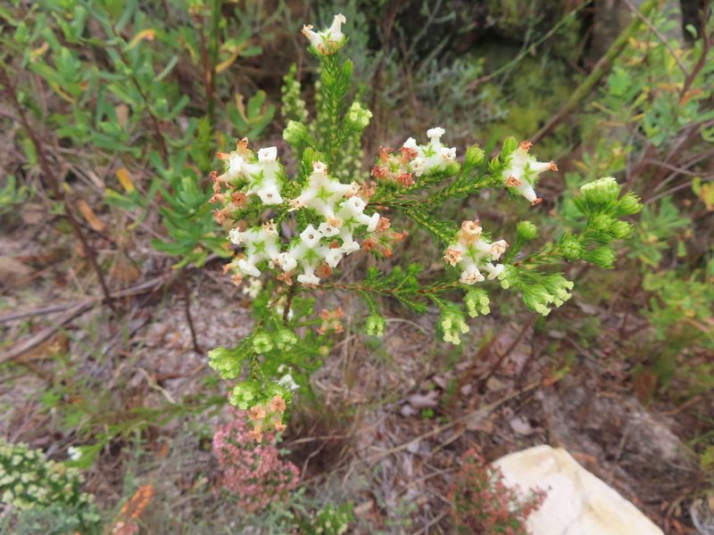 Erica denticulata, photographed by linkie