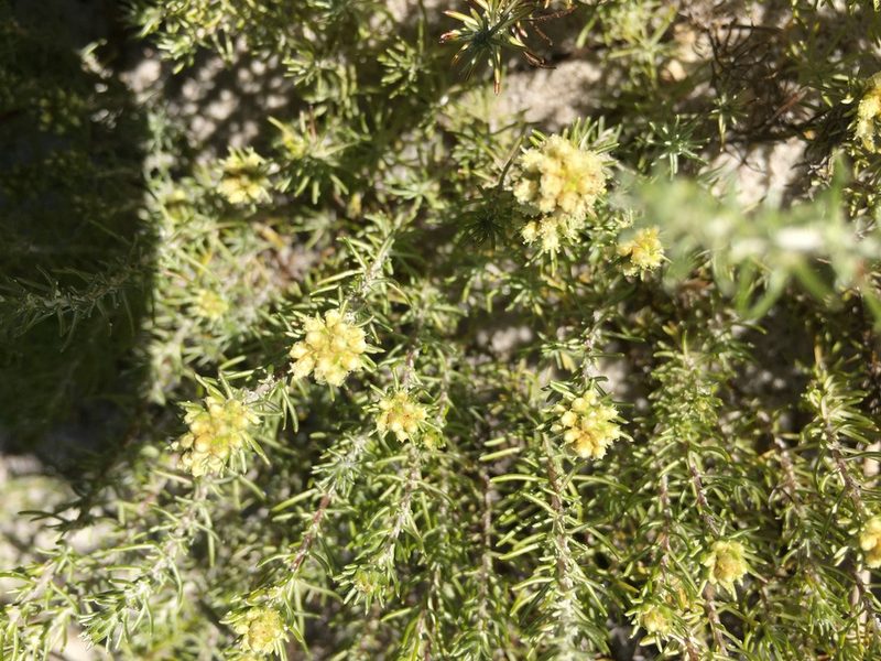 Ifloga repens, photographed by Caroline Voget