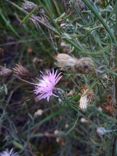 Centaurea borysthenica, photographed by Valerii Darmostuk