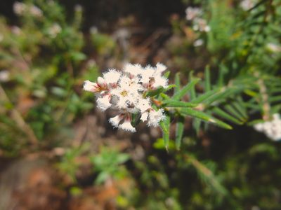 Leucopogon thymifolius, photographed by Kiri Bee