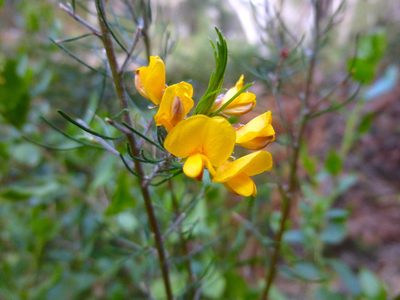 Pultenaea mollis, photographed by Kiri Bee