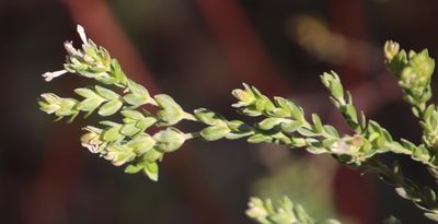Gnidia sericea, photographed by Tony Rebelo