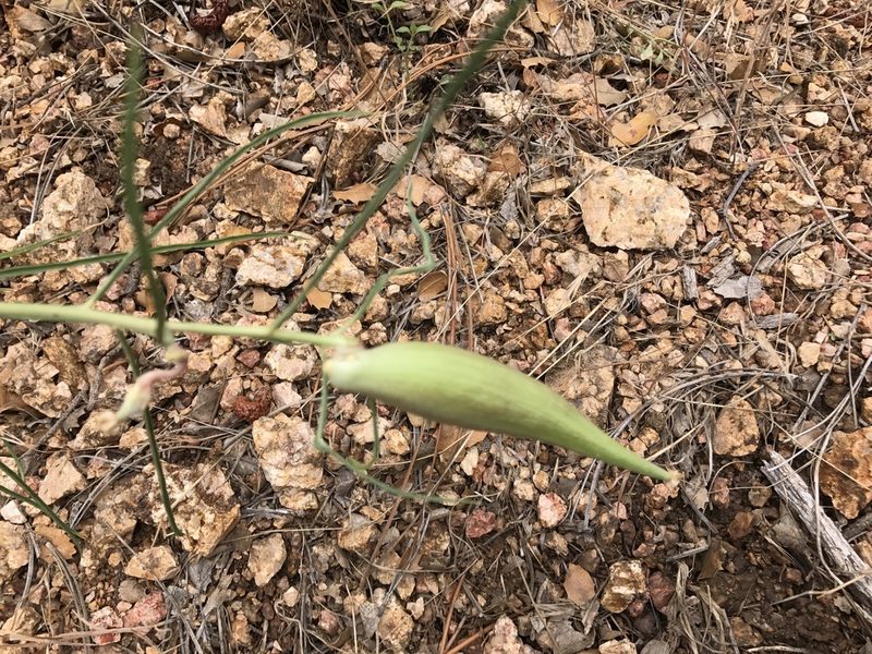 Asclepias rusbyi, photographed by CK2AZ