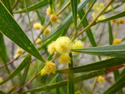 Acacia provincialis, photographed by Kiri Bee
