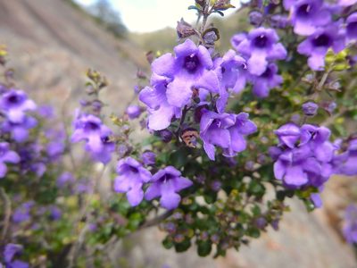 Prostanthera rotundifolia, photographed by Kiri Bee