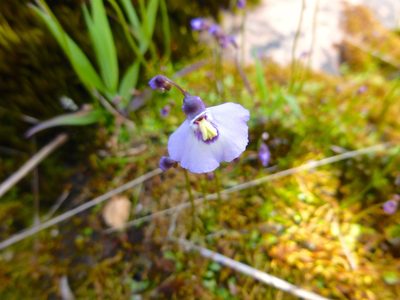Utricularia grampiana, photographed by Kiri Bee