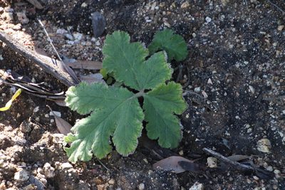 Pelargonium lobatum, photographed by Tony Rebelo