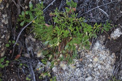 Othonna arborescens, photographed by Tony Rebelo