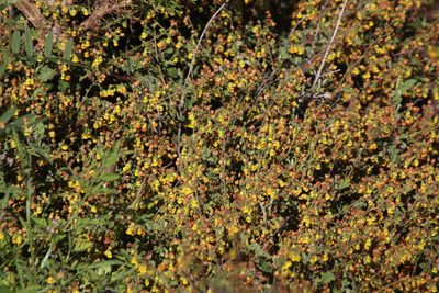 Hermannia alnifolia, photographed by Tony Rebelo