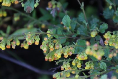 Hermannia alnifolia, photographed by Tony Rebelo