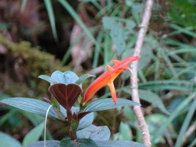 Columnea magnifica, photographed by Jean-Paul Boerekamps