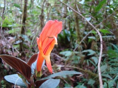 Columnea magnifica, photographed by Jean-Paul Boerekamps