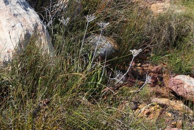 Dilatris corymbosa, photographed by Tony Rebelo