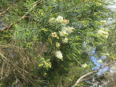 Melaleuca linariifolia, photographed by Dragonette
