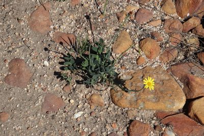 Othonna pinnata, photographed by Tony Rebelo