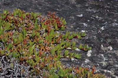 Ruschia rubricaulis, photographed by Tony Rebelo