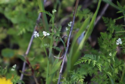 Torilis africana, photographed by Tony Rebelo
