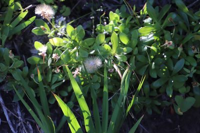 Othonna arborescens, photographed by Tony Rebelo