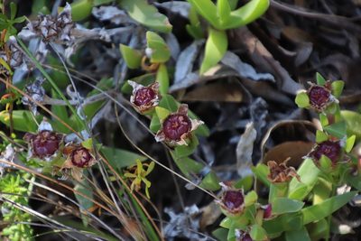 Ruschia rubricaulis, photographed by Tony Rebelo
