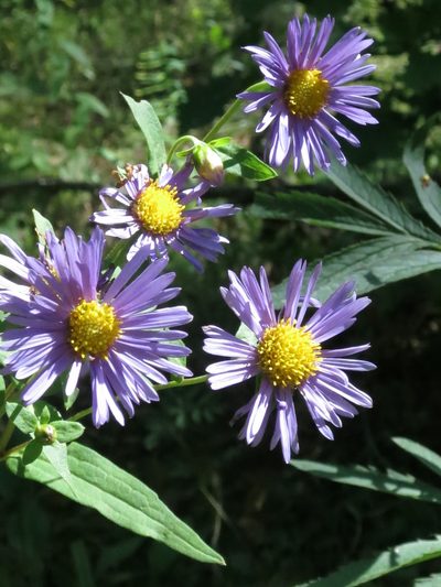 Aster maackii, photographed by Repina Tatyana