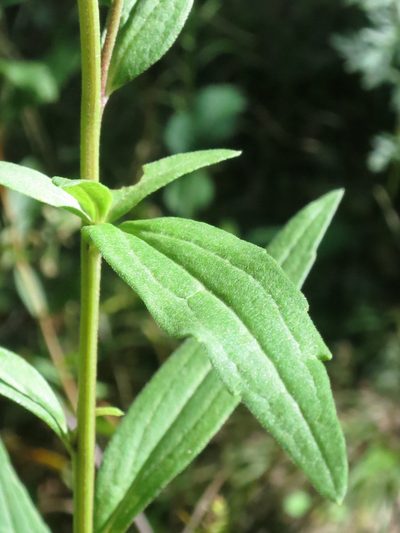 Aster maackii, photographed by Repina Tatyana