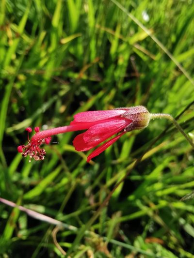 Periptera punicea, photographed by Juan Carlos Pérez Magaña
