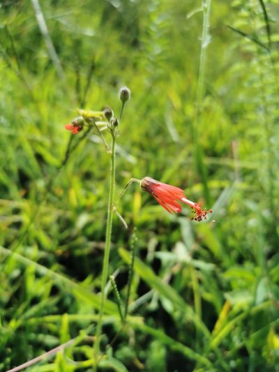 Periptera punicea, photographed by Juan Carlos Pérez Magaña