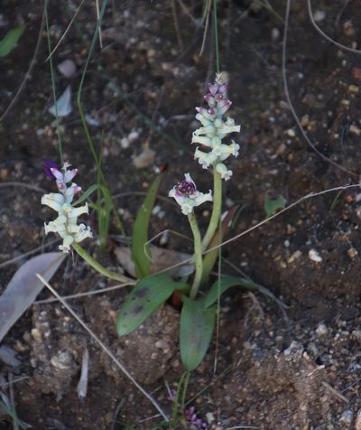 Lachenalia fistulosa, photographed by Tony Rebelo