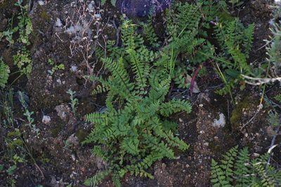 Namaquapteris hastata, photographed by Tony Rebelo