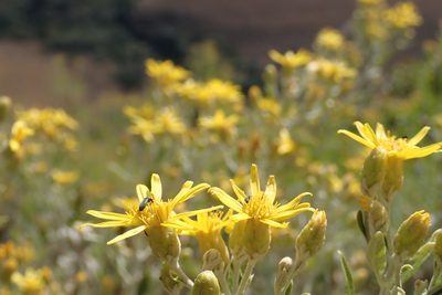 Anisopappus smutsii, photographed by Jimmy Whatmore