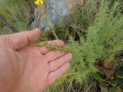 Nidorella resedifolia, photographed by Jimmy Whatmore