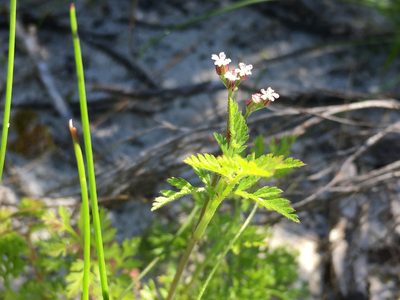 Torilis africana, photographed by Caroline Voget
