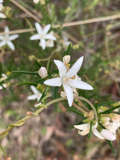 Philotheca scabra, photographed by Guy Taseski