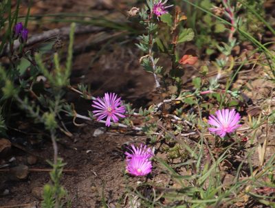Lampranthus emarginatoides, photographed by Tony Rebelo