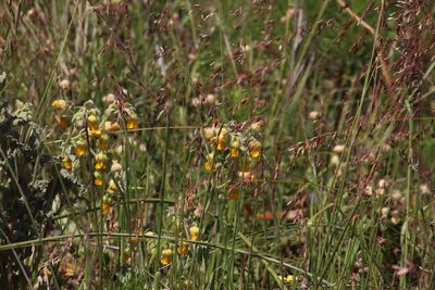 Hermannia althaeifolia, photographed by Tony Rebelo