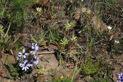 Lachenalia orchioides, photographed by Tony Rebelo