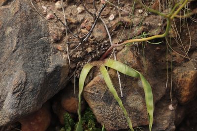 Trachyandra ciliata, photographed by Tony Rebelo