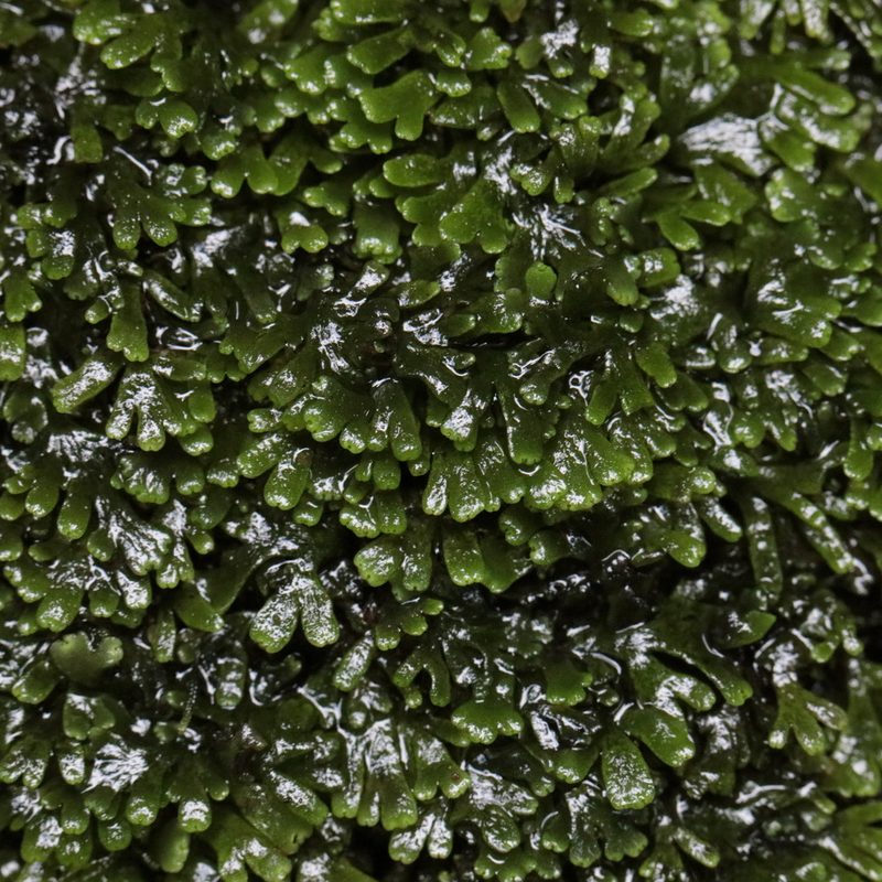 Riccardia colensoi, photographed by tobyyy