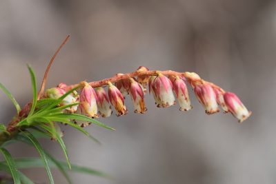 Dracophyllum secundum, photographed by tobyyy