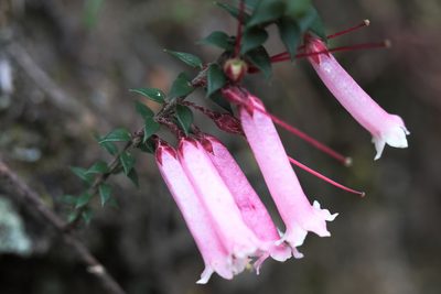 Epacris reclinata, photographed by tobyyy