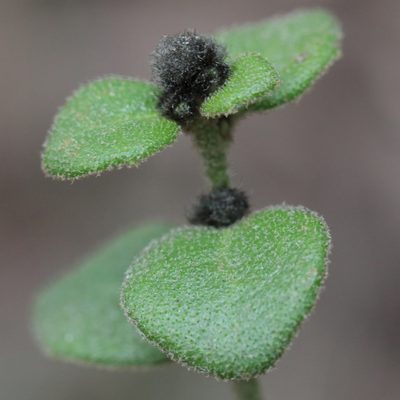 Dampiera purpurea, photographed by tobyyy