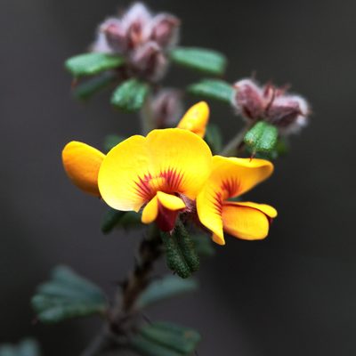 Pultenaea scabra, photographed by tobyyy