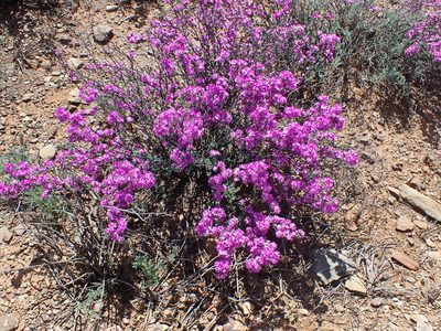Ruschia cradockensis, photographed by Di Turner