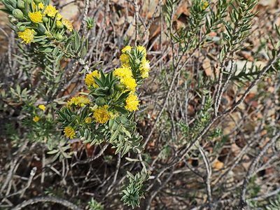Oedera genistifolia, photographed by Di Turner